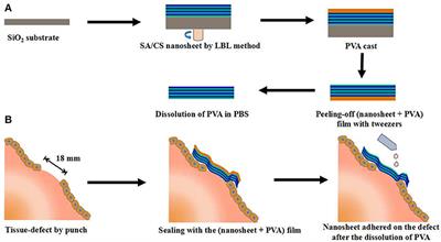 Multi-Layered Hydrogels for Biomedical Applications